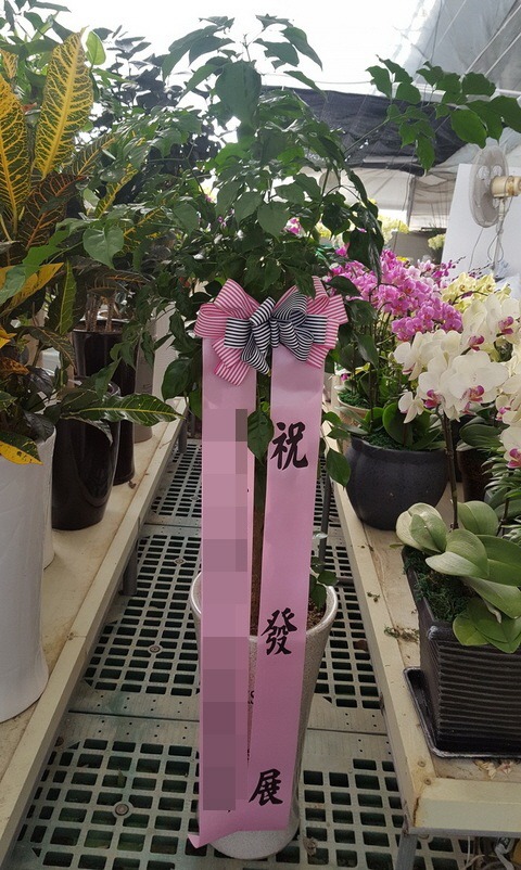 ȭ(泲)
