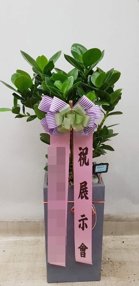공기정화식물(본부)