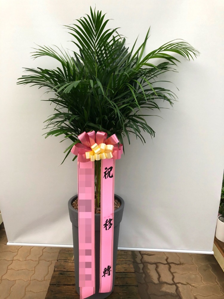 관엽식물(본부)