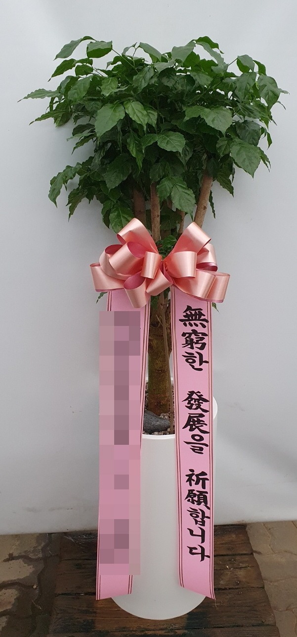 관엽식물(본부)