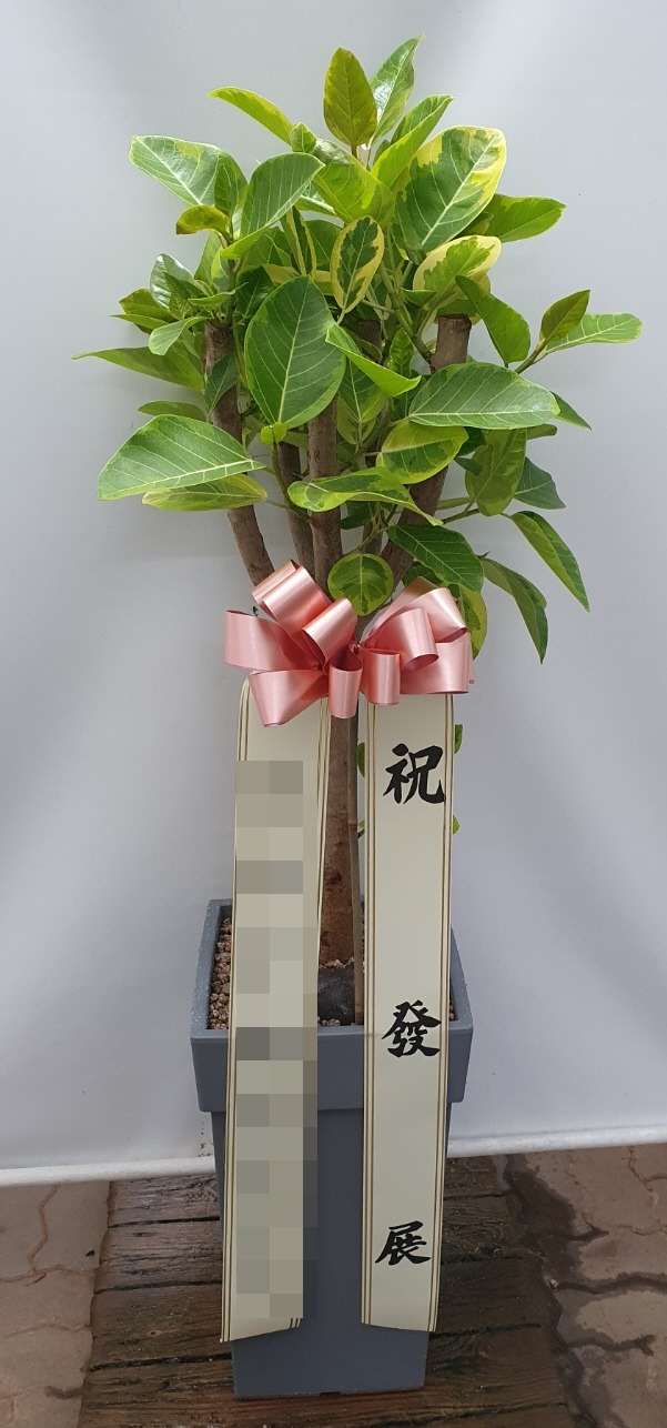 관엽식물(본부)