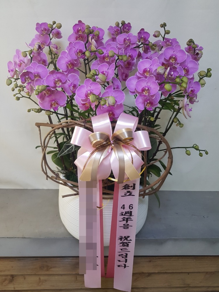 서양란(본부)