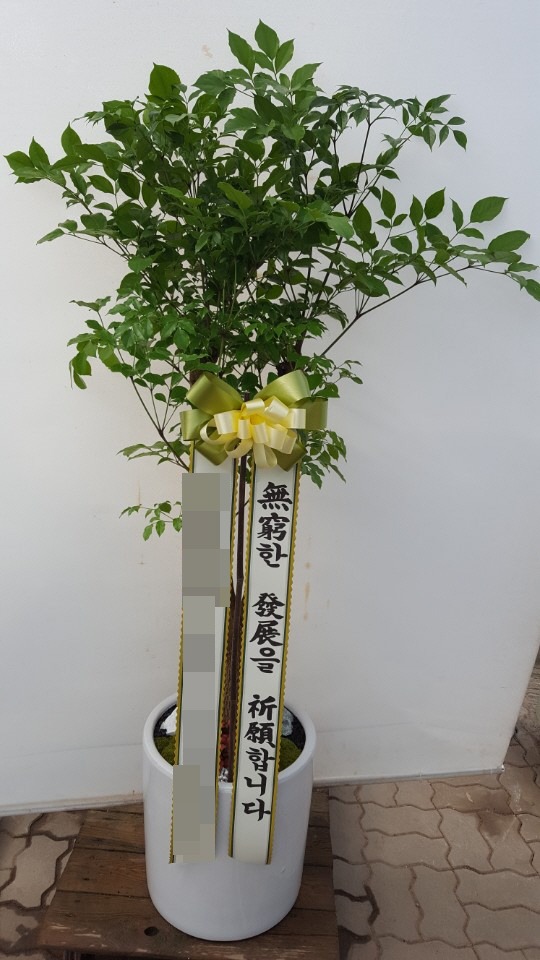 관엽식물(본부)