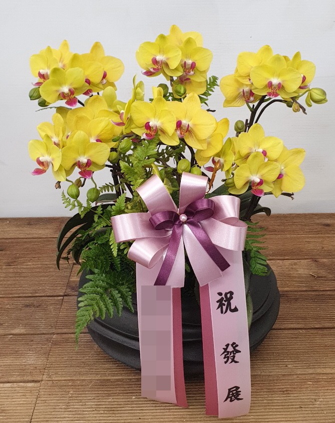 서양란(본부)